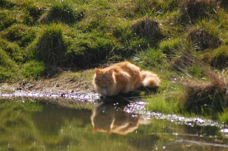 Blanding af racer Sønderstrands Reje - Forår 09 :)  billede 11