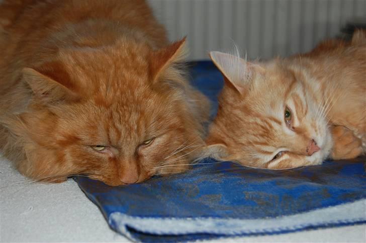 Blanding af racer Sønderstrands Reje - Reje og skønne Miv <3 Efter kasteration..  billede 13