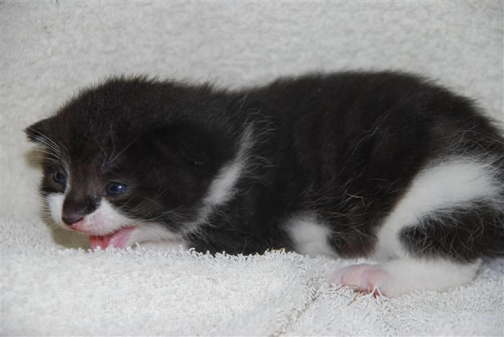 Blanding af racer Hegnsholt's Spotty <3 billede 1