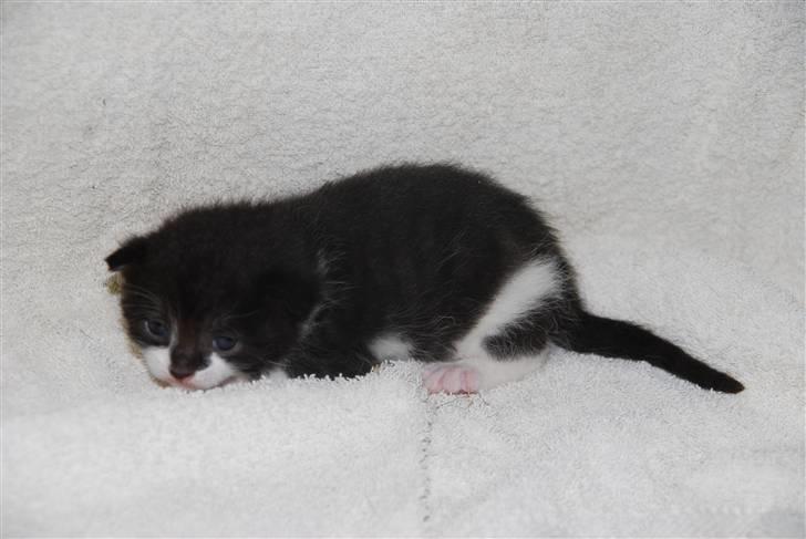 Blanding af racer Hegnsholt's Spotty <3 billede 2