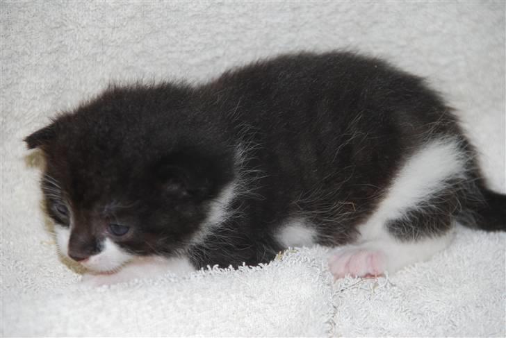 Blanding af racer Hegnsholt's Spotty <3 billede 3