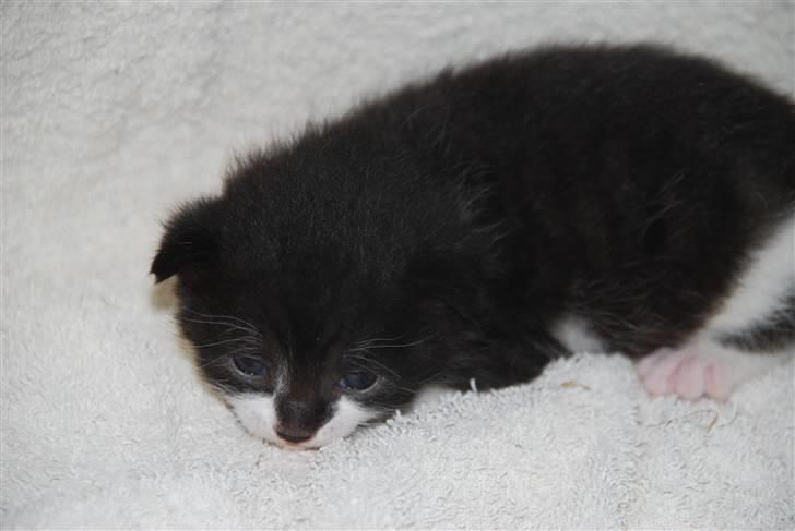 Blanding af racer Hegnsholt's Spotty <3 billede 4