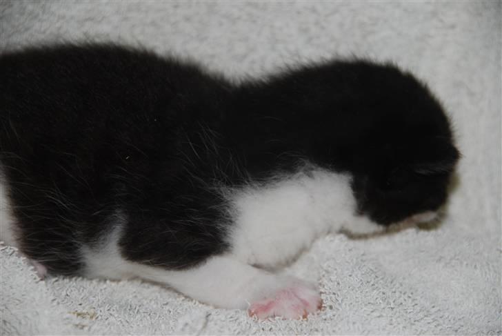 Blanding af racer Hegnsholt's Spotty <3 billede 5