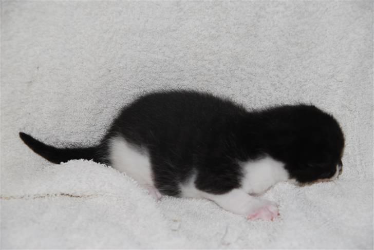 Blanding af racer Hegnsholt's Spotty <3 billede 6