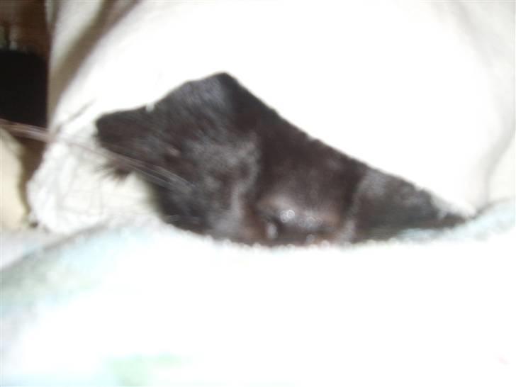 Norsk Skovkat Mufassa billede 14