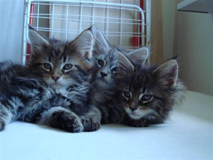 Maine Coon Josephina (Zika) - Zika og hendes søskende billede 1