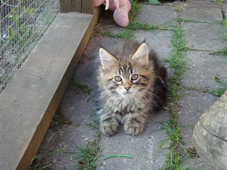 Maine Coon Josephina (Zika) billede 2