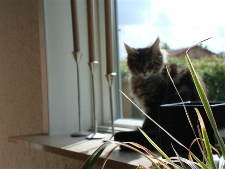 Maine Coon Josephina (Zika) billede 3