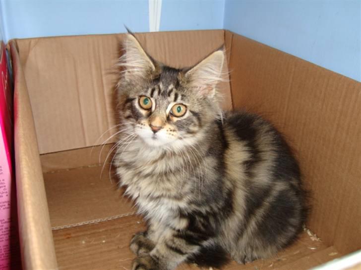 Maine Coon Josephina (Zika) billede 4