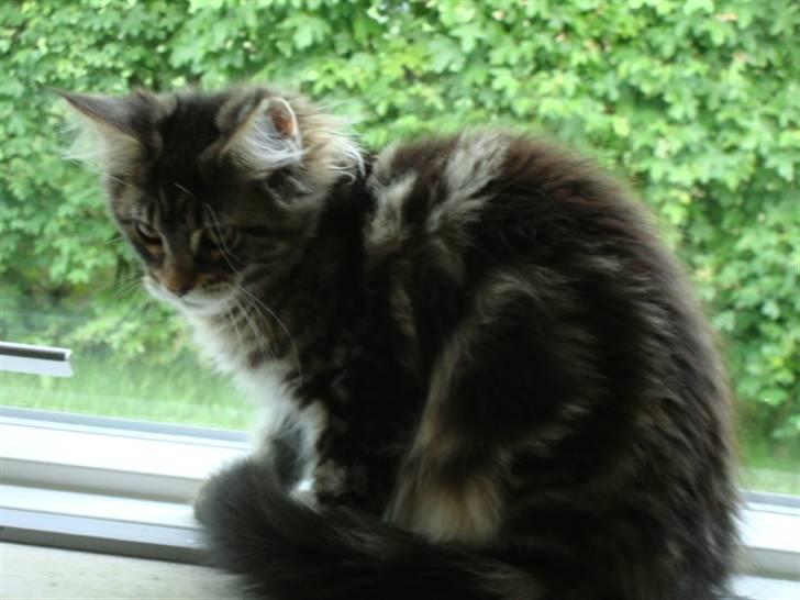 Maine Coon Josephina (Zika) billede 5