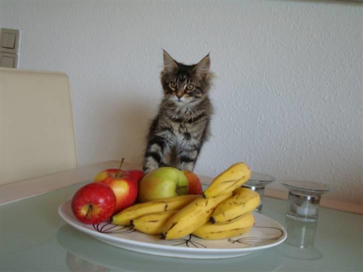 Maine Coon Josephina (Zika) billede 6