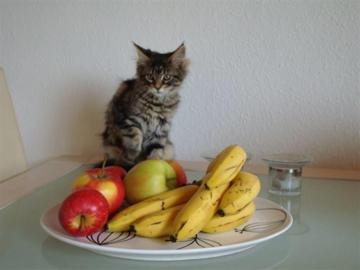 Maine Coon Josephina (Zika) billede 7