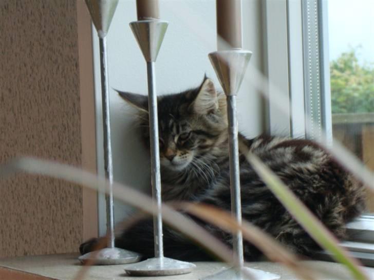 Maine Coon Josephina (Zika) billede 8