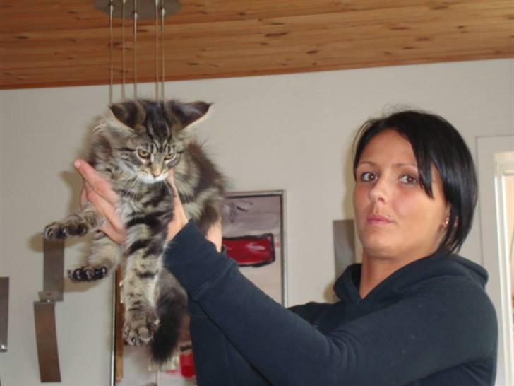 Maine Coon Josephina (Zika) billede 9