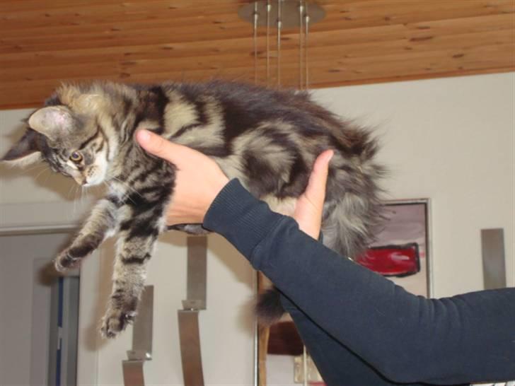 Maine Coon Josephina (Zika) billede 10