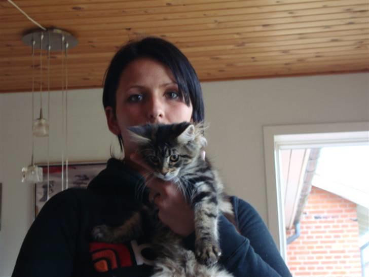 Maine Coon Josephina (Zika) billede 11