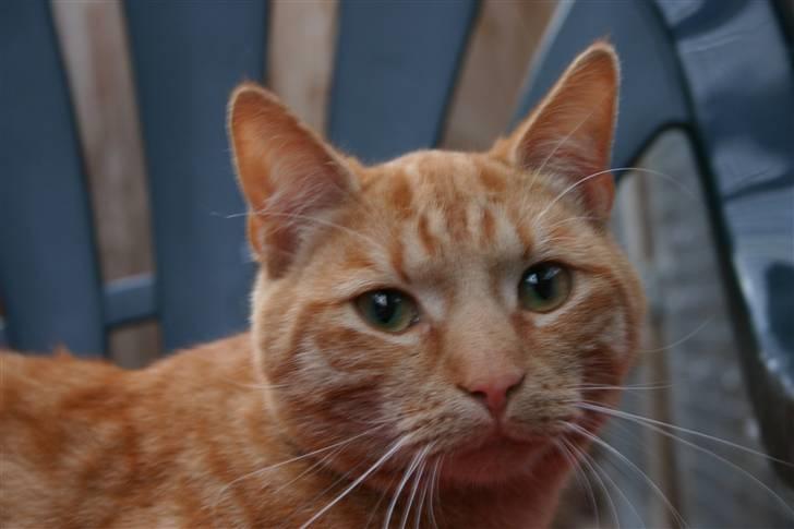 Huskat Elvis / Rødemissen billede 1