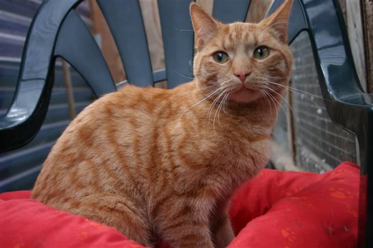 Huskat Elvis / Rødemissen billede 2