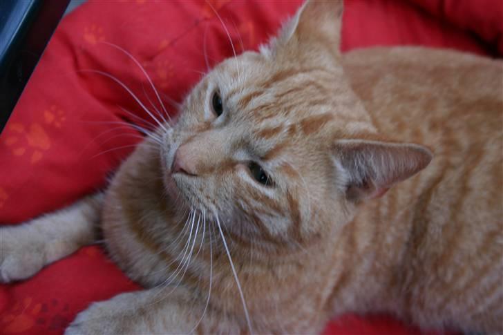 Huskat Elvis / Rødemissen billede 3