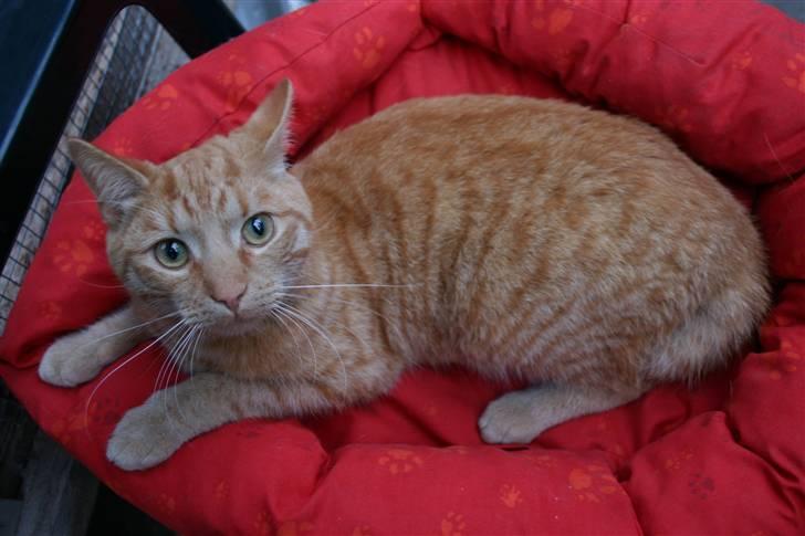 Huskat Elvis / Rødemissen billede 4