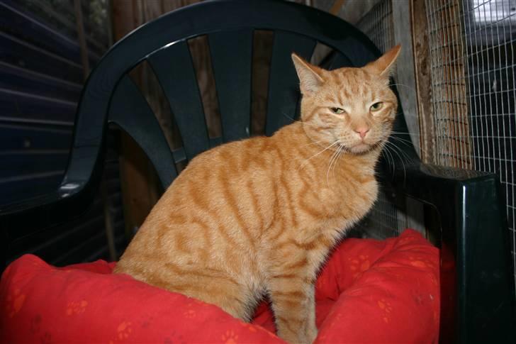 Huskat Elvis / Rødemissen billede 5