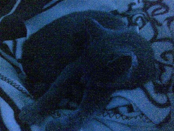 Blanding af racer gucci billede 17