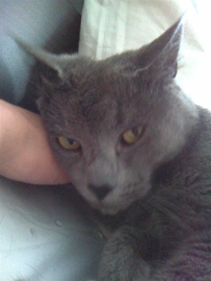 Blanding af racer gucci billede 18