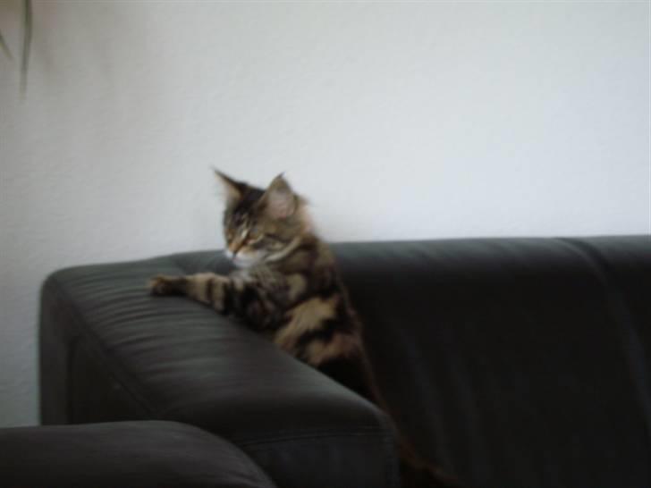 Maine Coon Josephina (Zika) billede 12