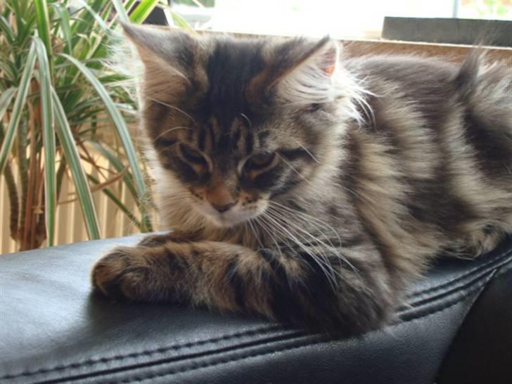 Maine Coon Josephina (Zika) billede 13