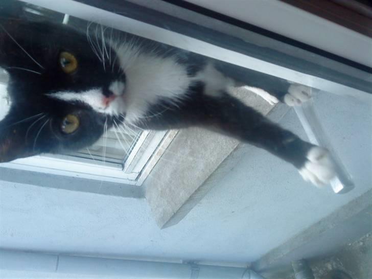 Huskat sabina(død) - sabina <3 du lever livet farliget <3 heh billede 12