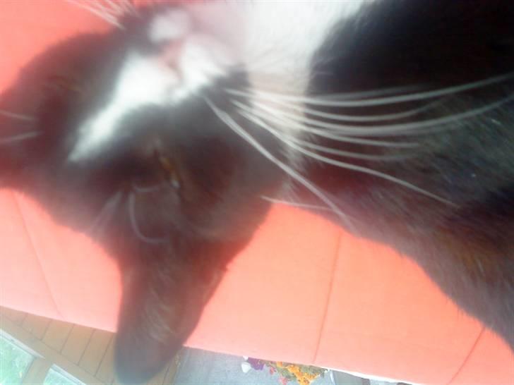 Huskat sabina(død) - sabina du er så lækker billede 13