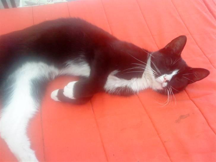 Huskat sabina(død) - smukke sabina billede 14