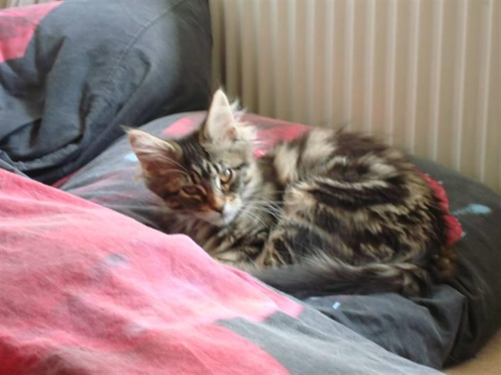 Maine Coon Josephina (Zika) billede 14