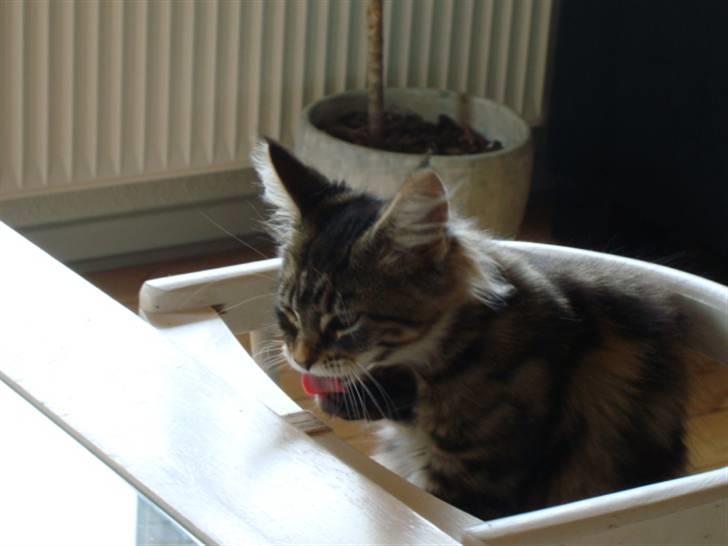 Maine Coon Josephina (Zika) billede 15