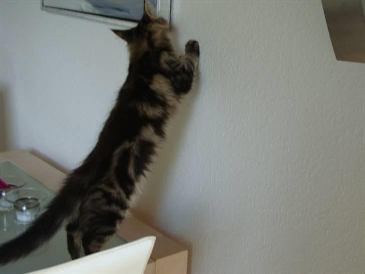 Maine Coon Josephina (Zika) billede 16