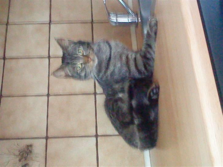 Huskat guffe(væk) billede 7