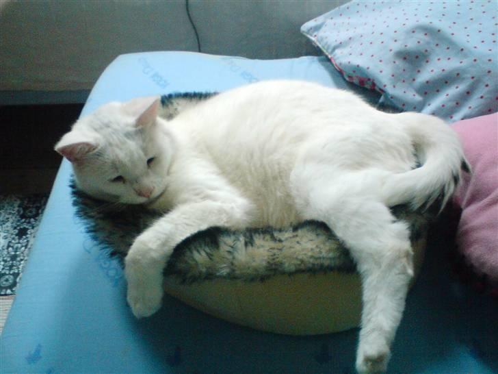 Blanding af racer Bertram - Bertram i et lidt for lille kurv? :-D billede 1