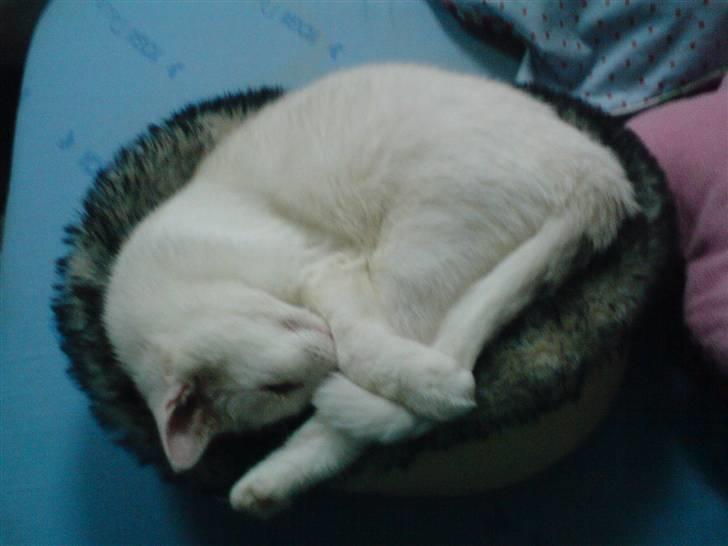 Blanding af racer Bertram billede 2