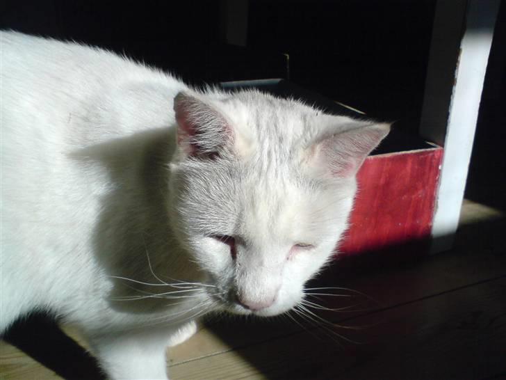 Blanding af racer Bertram billede 3