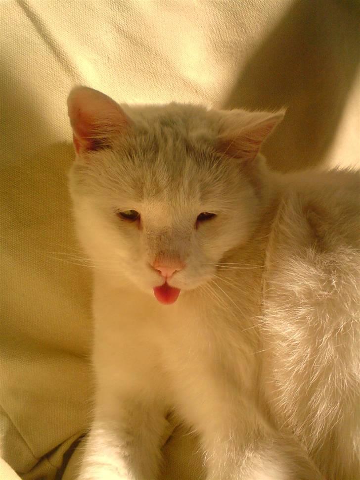 Blanding af racer Bertram - Du er lidt skør Bertram.. ;-) billede 4