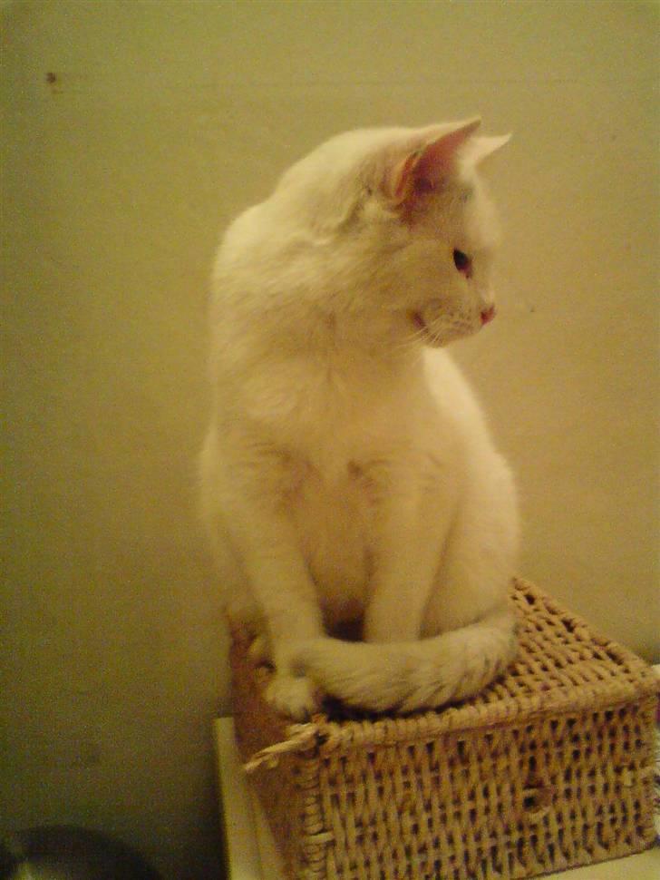 Blanding af racer Bertram billede 5