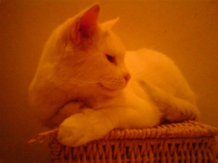 Blanding af racer Bertram billede 6