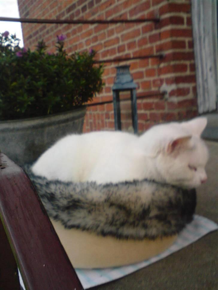 Blanding af racer Bertram - Skøre kat :P billede 7