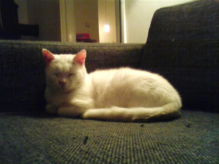 Blanding af racer Bertram billede 8