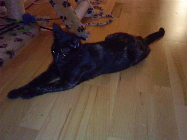 Blanding af racer Mille billede 1