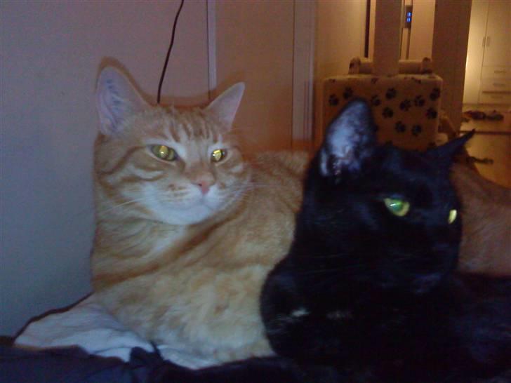 Blanding af racer Mille billede 2