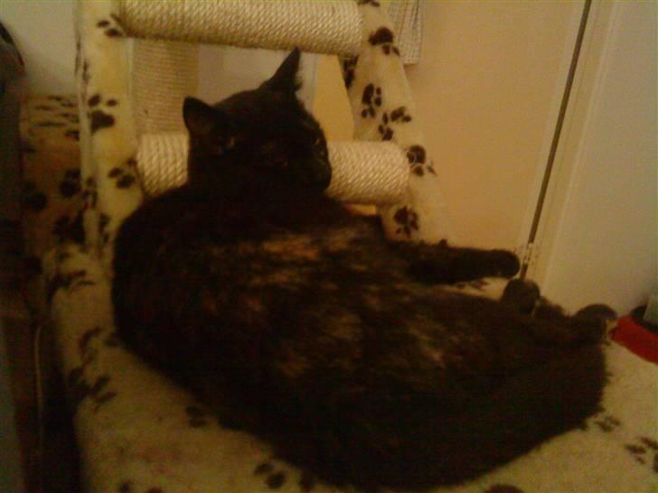 Blanding af racer Mille billede 3