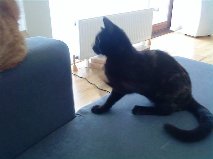 Blanding af racer Mille billede 4