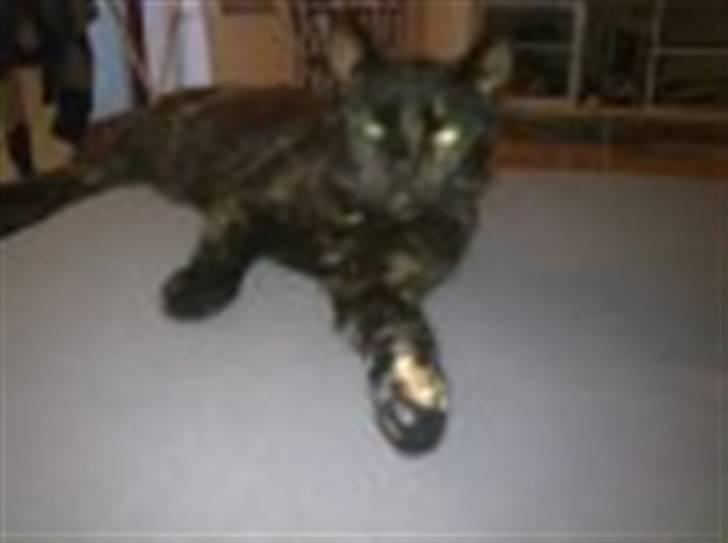 Blanding af racer Mille billede 5