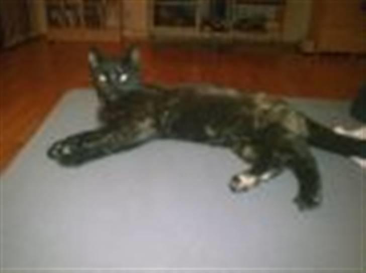 Blanding af racer Mille billede 6